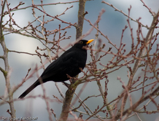 Amsel (1 von 1).jpg